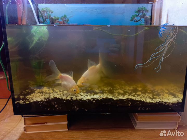 Аквариум с декором