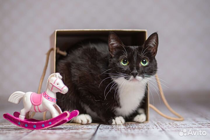 Молодая кошечка Вивьен ищет дом