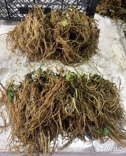 Рассада клубники,саженцы клубники,стаканы,кассеты