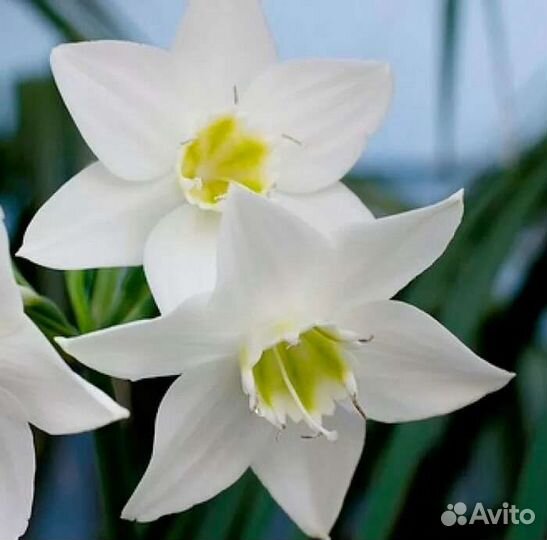 Эухарис (амазонская лилия)