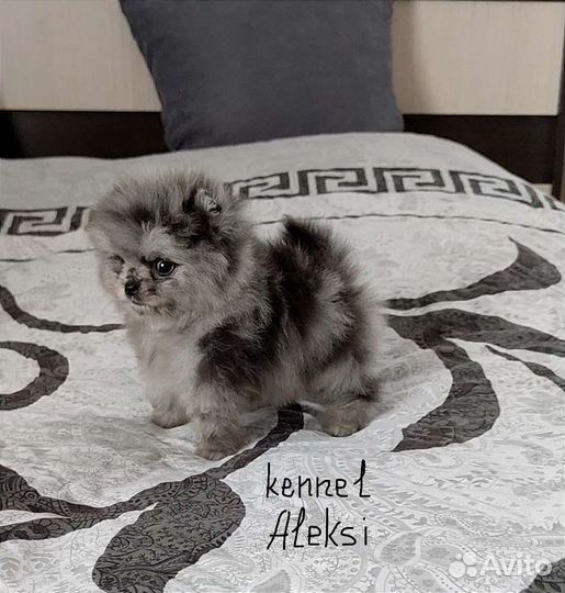 Шпиц для кармана