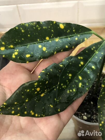 Кодиеум аукуболистный, комнатные цветы