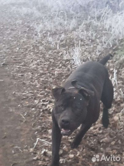 Стаффорд вязка