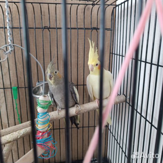 Попугаи Корелла с клеткой