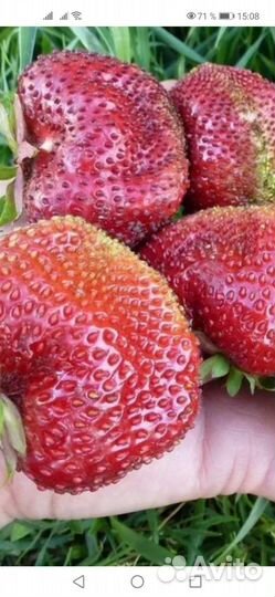 Рассада клубники Чамора Туруси