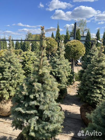 Ель голубая