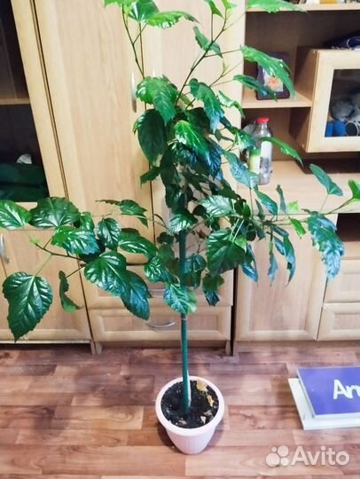 Гибискус красный махровый