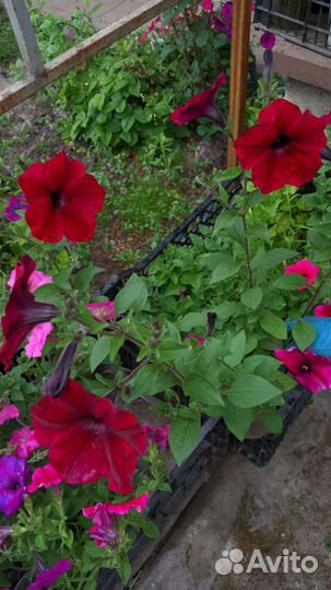 Петуния ампельная и простая-кустовая