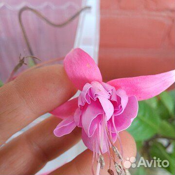 Комнатные цветы фуксия