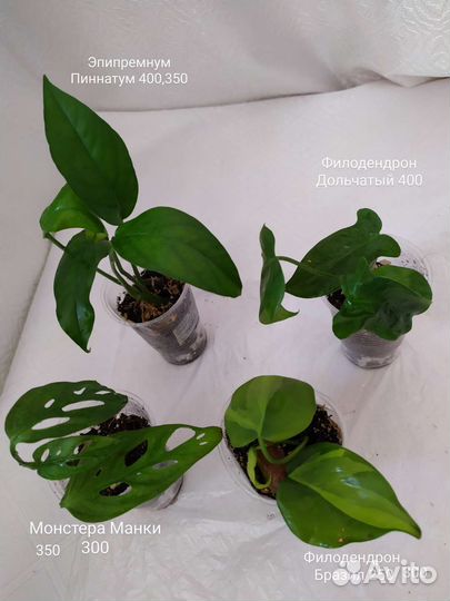 Филодендрон, Сингониум, Монстера