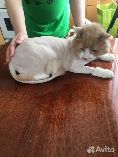 Стрижка, кастрация, наркоз