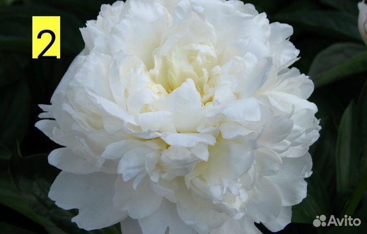 Травянистые пионы