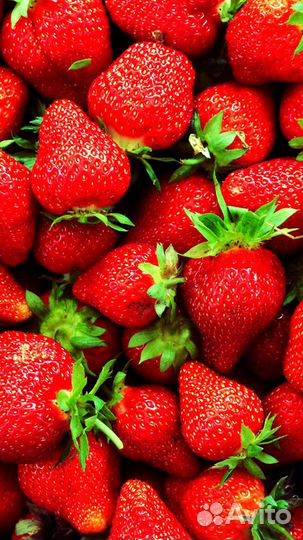 Рассада клубники (Саженцы земляники садовой)