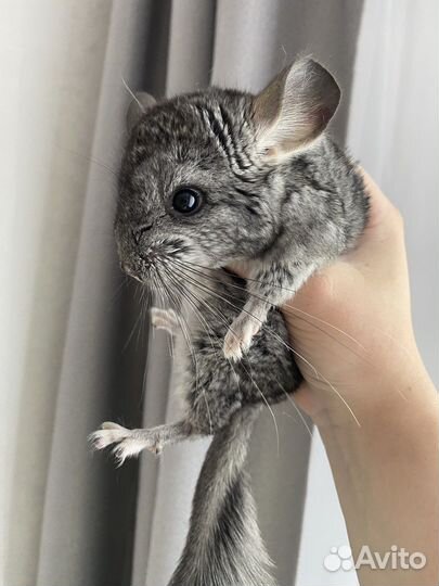 Шиншилла