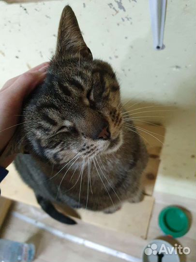 Котик в добрые руки