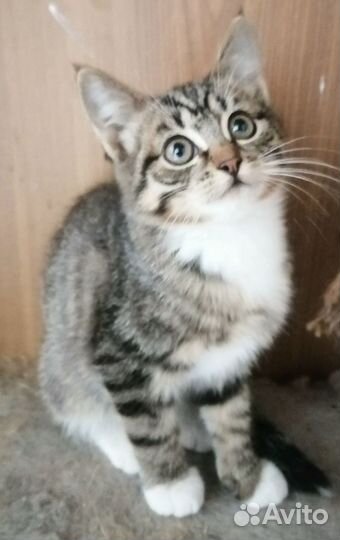 Котики в добрые руки