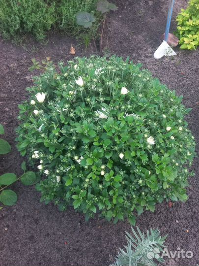 Хризантемы мультифлора