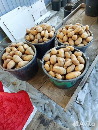 Картофель голландка