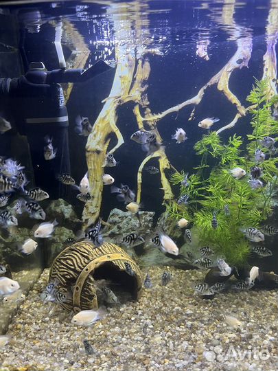 Аквариумные рыбки