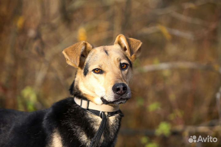 Малышка Аманда