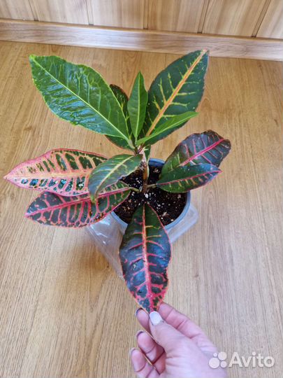 Кротоны в ассортименте