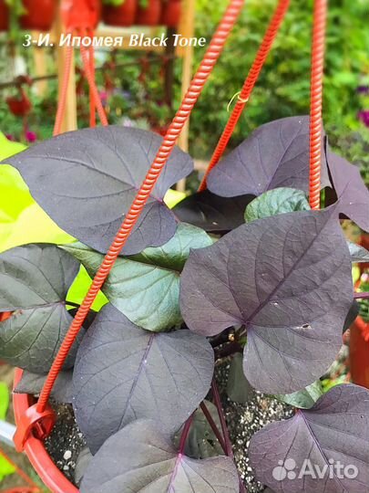 Ипомея батат