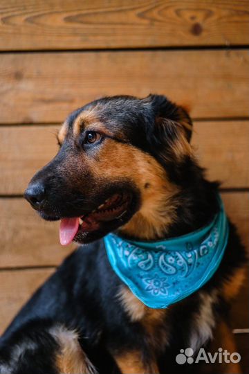 Метис овчарки в добрые руки