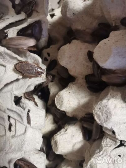 Мраморные тараканы