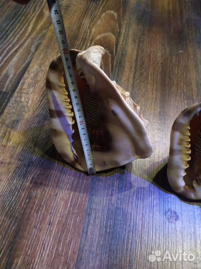 Морская ракушка