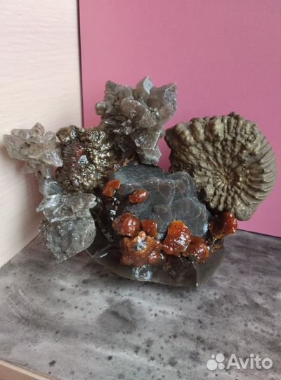 Окаменелости аммониты