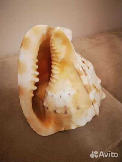 Ракушка большая раковина кассис