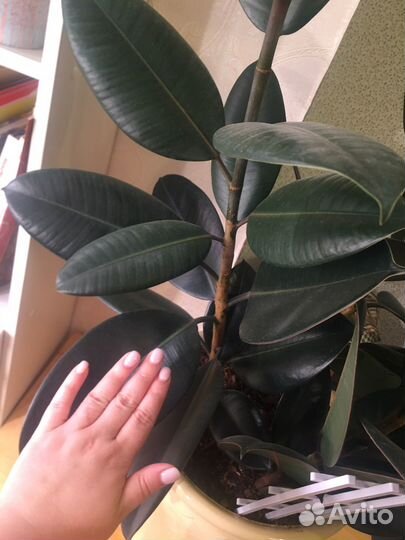 Фикус Абиджан. 3 больших растения