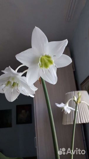 Эухарис амазонская лилия