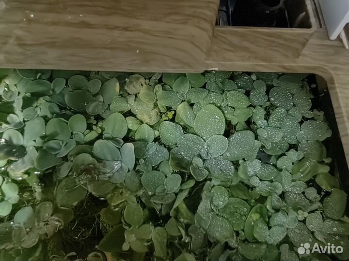 Водоросли для аквариума