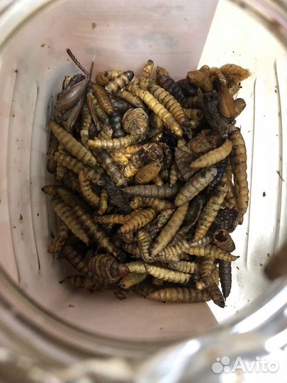 Сено,опилки,поилка,снэки все за 200