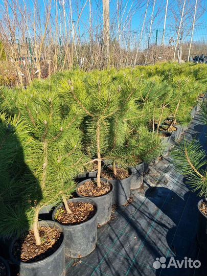 Сосны любых сортов и размеров