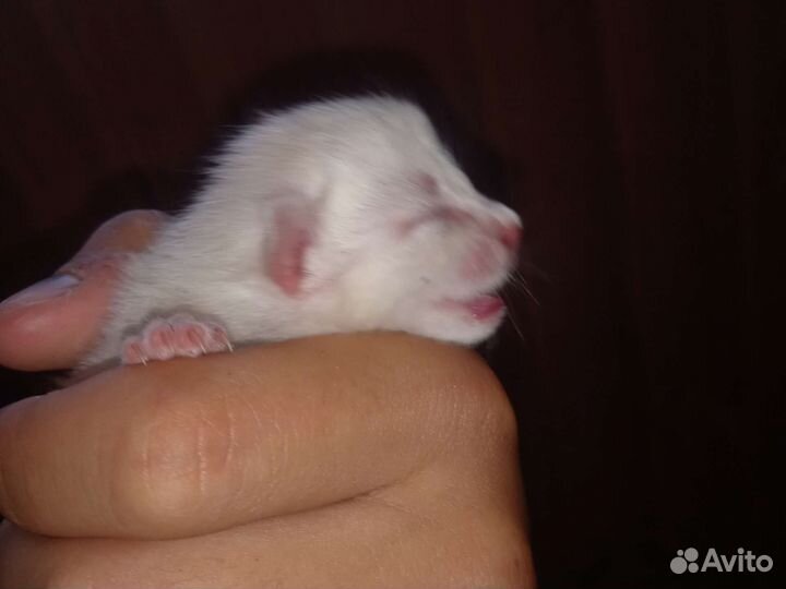 Отдам котят