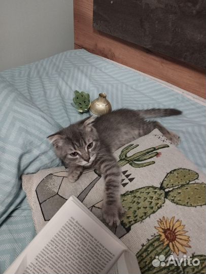 Шотландский вислоухий котёнок