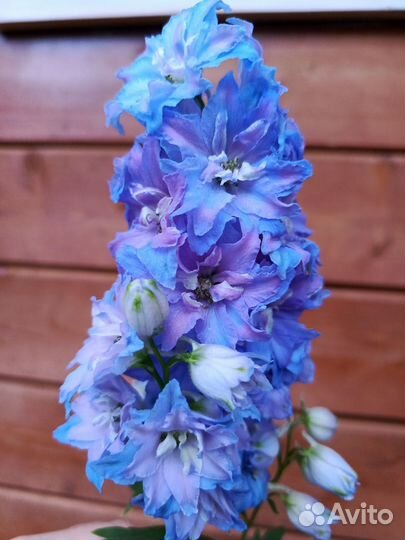 Дельфиниум цветущий саженцы