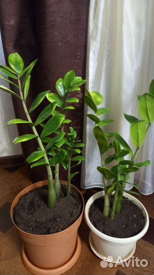 Замиокулькас