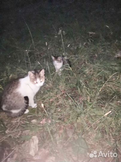 Котенок и кошка бездомные