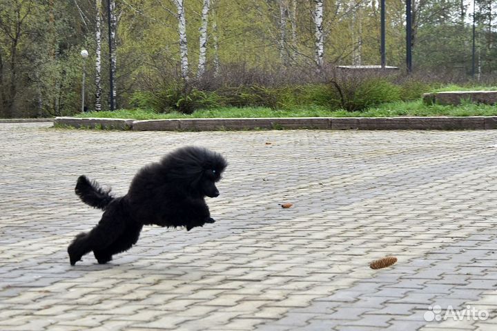 Домашние животные собаки маленькие