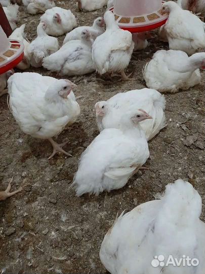 Цыплята бройлеры кобб 500.кобб 700. Росс 308