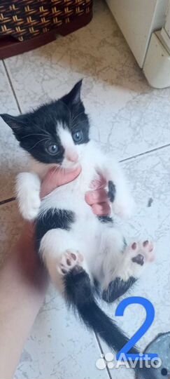 Котята