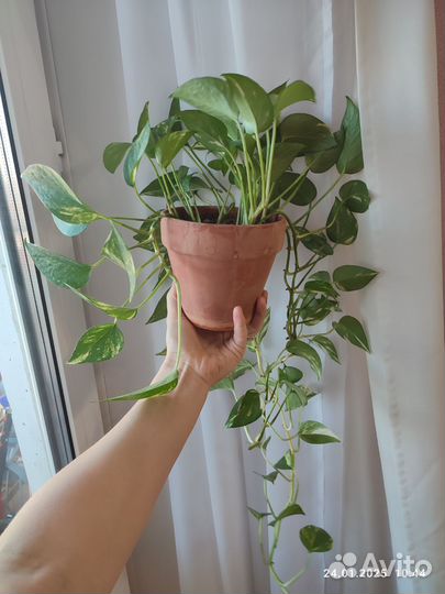 Сциндапсус зототистый