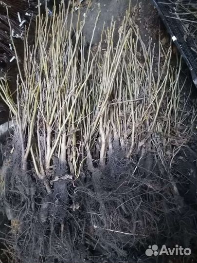 Орех Ланкастерский, Идеал, Маньчжурский,Фундук