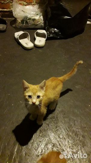 Кошка в дар