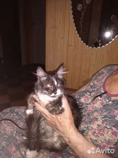 Кошка в дар бесплатно