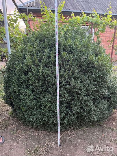 Самшит кусты