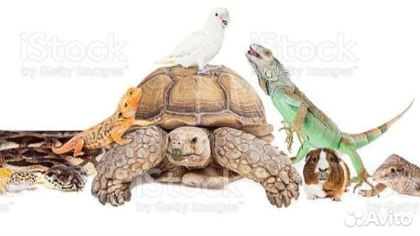 Передержка животных